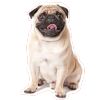 dog-sticker